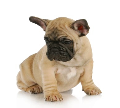 cute puppy - french bulldog puppy sitting - 8 weeks old