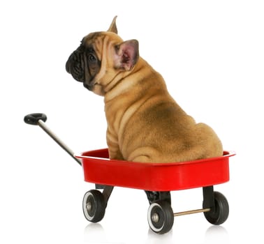 puppy in a wagon - french bulldog sitting in a red wagon - eight weeks old