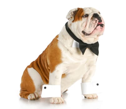 male dog - english bulldog dressed up wearing bowtie and cuffs on white background
