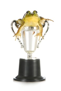 frog in a trophy isolated on white background