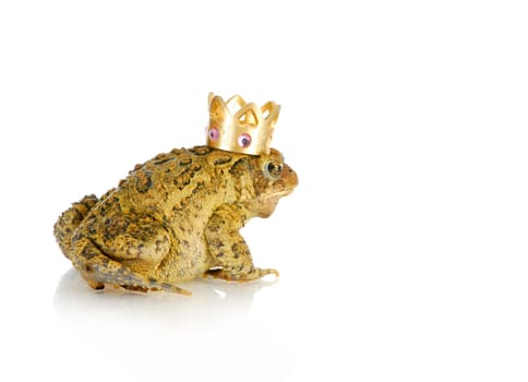 toad prince - toad wearing a gold jewelled crown on white background