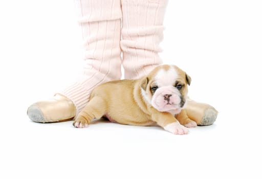 ballerina and newborn puppy - english bulldog puppy - 4 weeks old