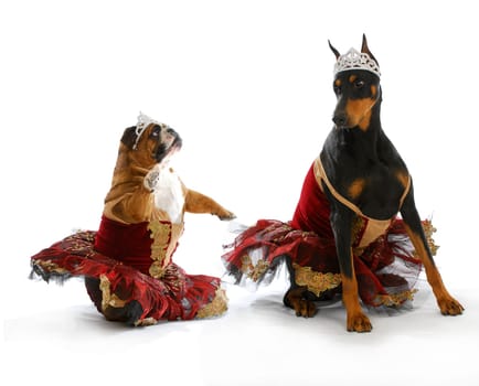 bad ballerinas - english bulldog and doberman pinscher dressed up like ballerinas on white background