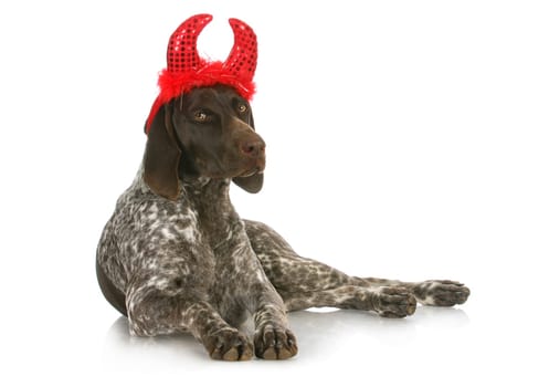 bad dog - german short haired pointer with devil horns