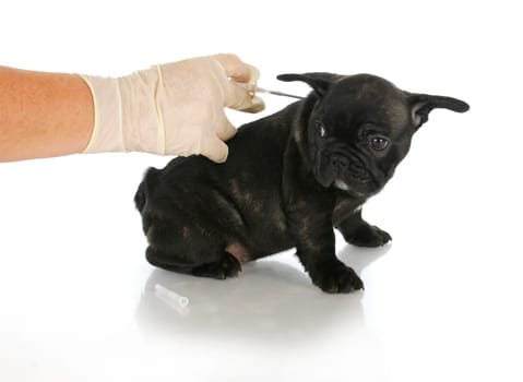 microchipping puppy - french bulldog puppy being microchipped - 8 weeks old