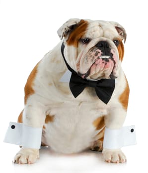 handsome dog - english bulldog dressed up with black bow tie and white cuffs