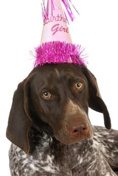 birthday dog - german short haired pointer wearing a birthday hat on white background