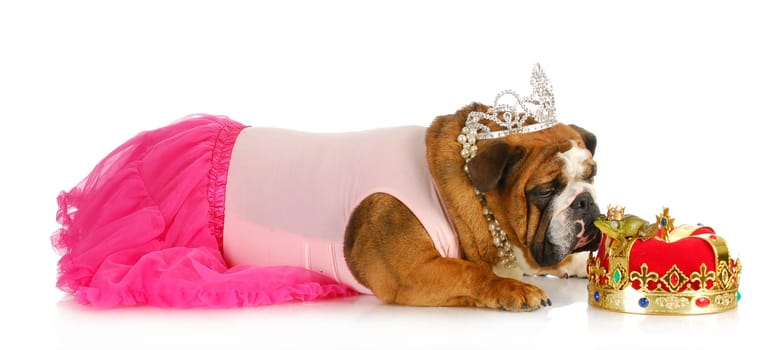 princess kissing a frog hoping for a prince - bulldog kissing a real toad wearing a crown