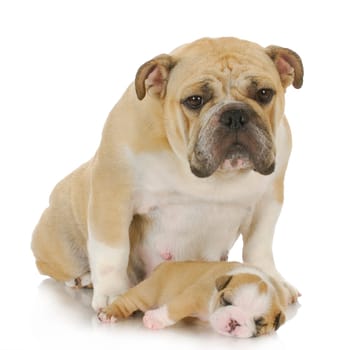 mother dog and three week old puppy - english bulldog