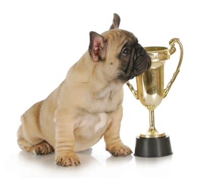 winning dog - french bulldog puppy sitting beside trophy - 8 week old frenchie puppy