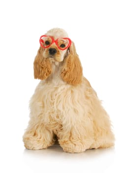 cute puppy - american cocker spaniel puppy wearing heart shaped glasses
