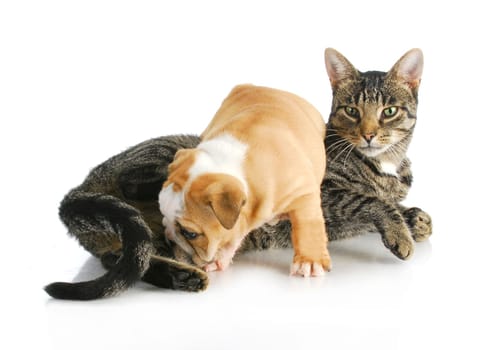 cat and puppy interacting - english bulldog puppy climbing on mixed breed cat on white background