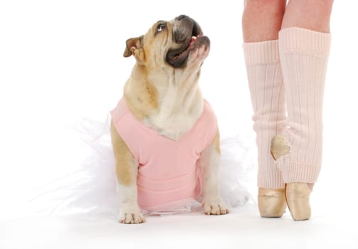 dancing dog - english bulldog in tutu sitting beside ballerina