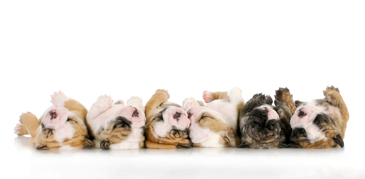 sleeping puppies - litter of sleeping english bulldog puppies on white background - 4 weeks old