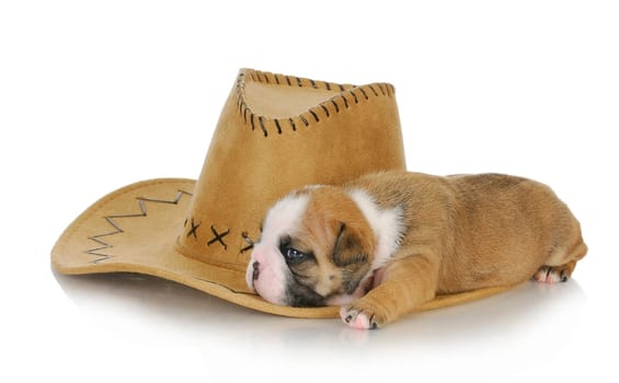 country puppy - cute english bulldog puppy sleeping on cowboy hat - 3 weeks old