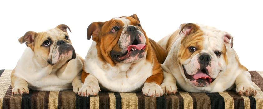 three bulldogs laying down 8 months old littermates