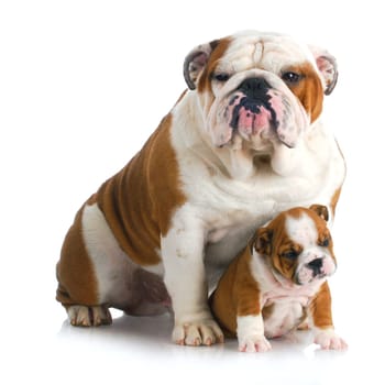 father and son dogs - two english bulldogs sitting on white background