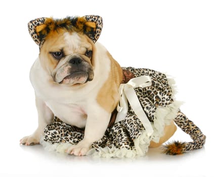 dog dressed like a cat - english bulldog wearing cat costume on white background