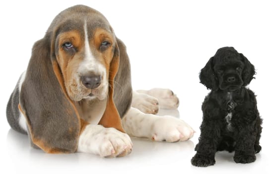 two puppies - basset hound and american cocker spaniel puppy - both eight weeks old