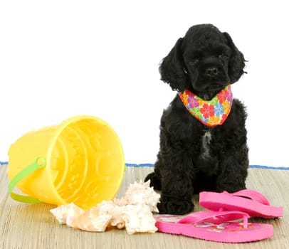 puppy at the beach - cocker spaniel puppy sitting with beach toys - 8 weeks old