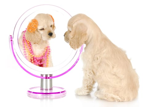 beauty within - american cocker spaniel puppy looking at itself dressed up in the mirror - 8 weeks old