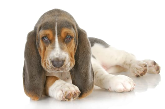 cute puppy - basset hound puppy laying down looking at viewer - 8 weeks old