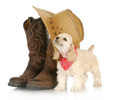 country dog - american cocker spaniel puppy standing beside western boots and hat howling on white background - 8 weeks old