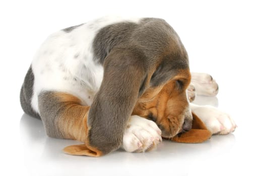 sleepy dog - basset hound curled up with cute sleeping expression
