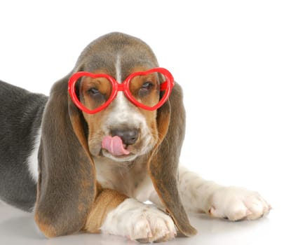 puppy love - basset hound puppy wearing heart shaped glasses - 8 weeks old