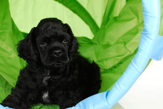 puppy training - puppy playing in an agility tunnel - 8 weeks old