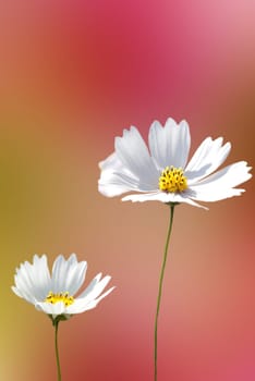Beautiful Floral Border for adv or others purpose use