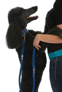 dog jumping on woman - black standard poodle on leash and collar jumping up on woman