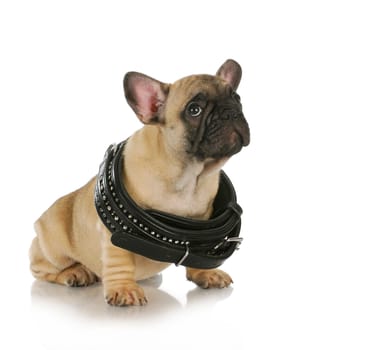 puppy growth - french bulldog puppy wearing collar that is too big - 8 weeks old