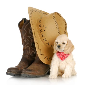 country dog - american cocker spaniel puppy sitting beside western boots and hat on white background - 8 weeks old