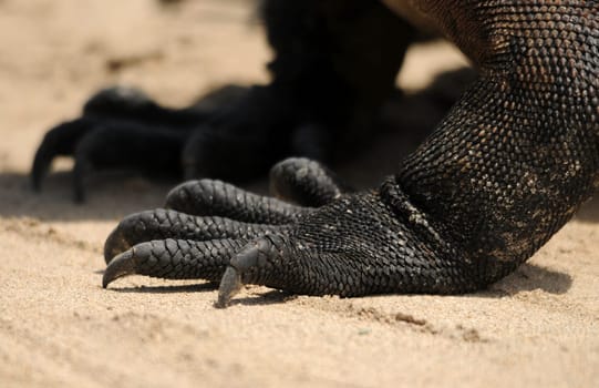 Marine iguana claws