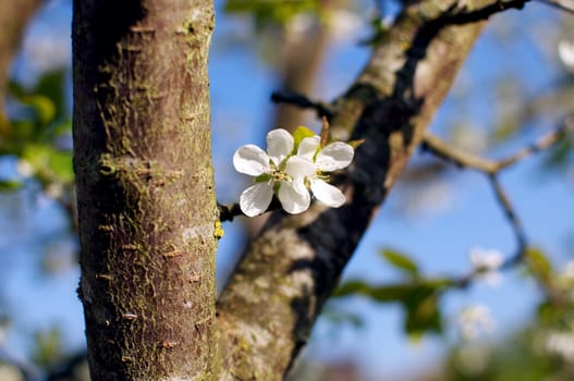 Plum blossom