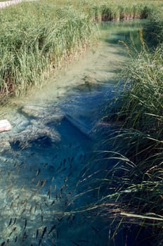 Riverbed and fish