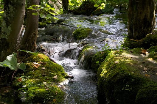 Small river in the forest