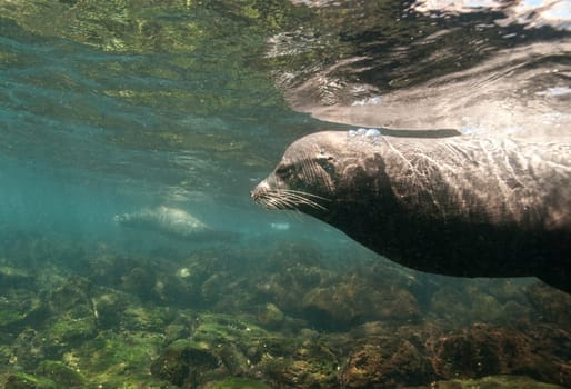 Galapagos Sea Lions