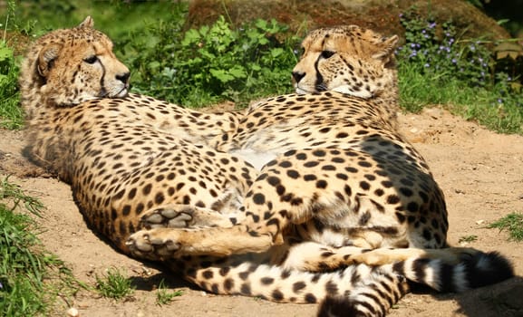 CheetahDuo