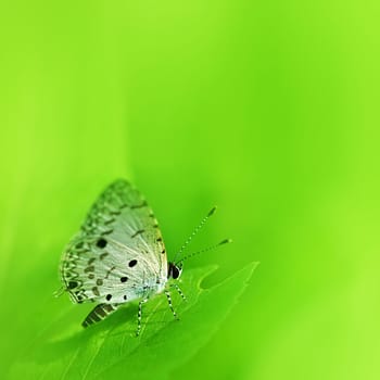 Beautiful butterfly on a green leaf for adv or others purpose use