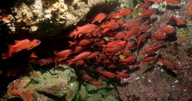 Galapagos School of Fish