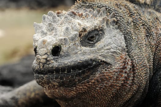 Marine iguanas portrait