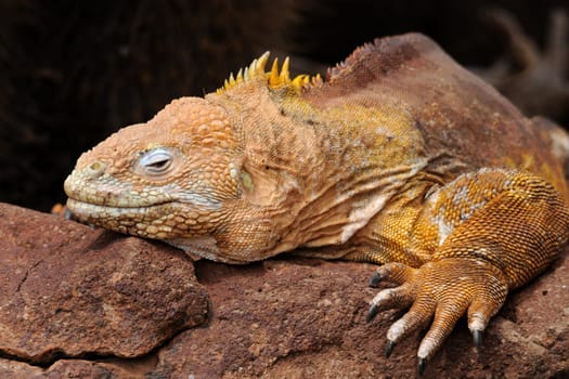 This glandular head is only found on Santa Fe / Galapagos. It is a land iguana.