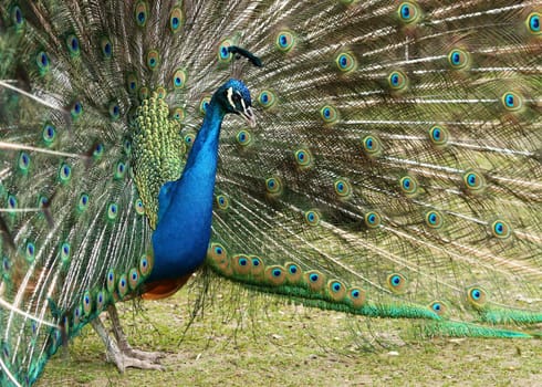 Proud bird