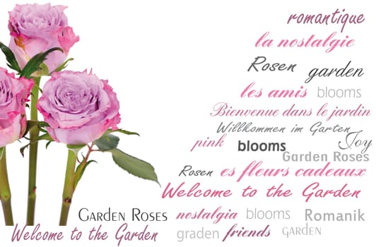 Roses Garden Romance Day Cloud