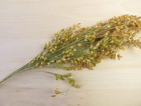 Proso millet