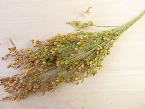 Proso millet