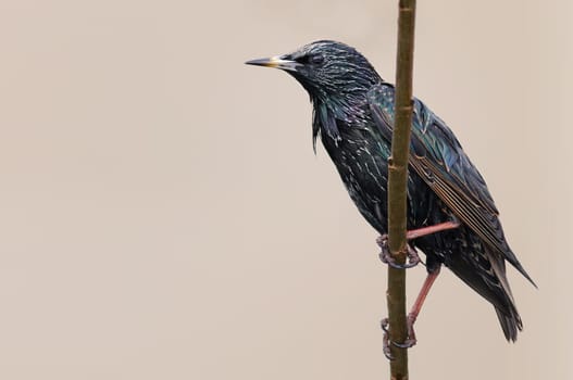 Sturnus Vulgaris - The Star