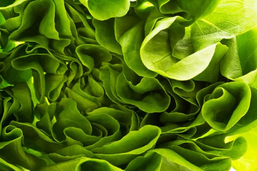 Lettuce
